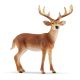 Schleich Wild Life 14818 Weiwedelhirsch